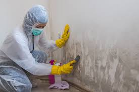 Best Mold Documentation for Insurance Claims  in Jasper, TX